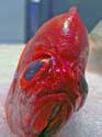 En meget rød fisk...